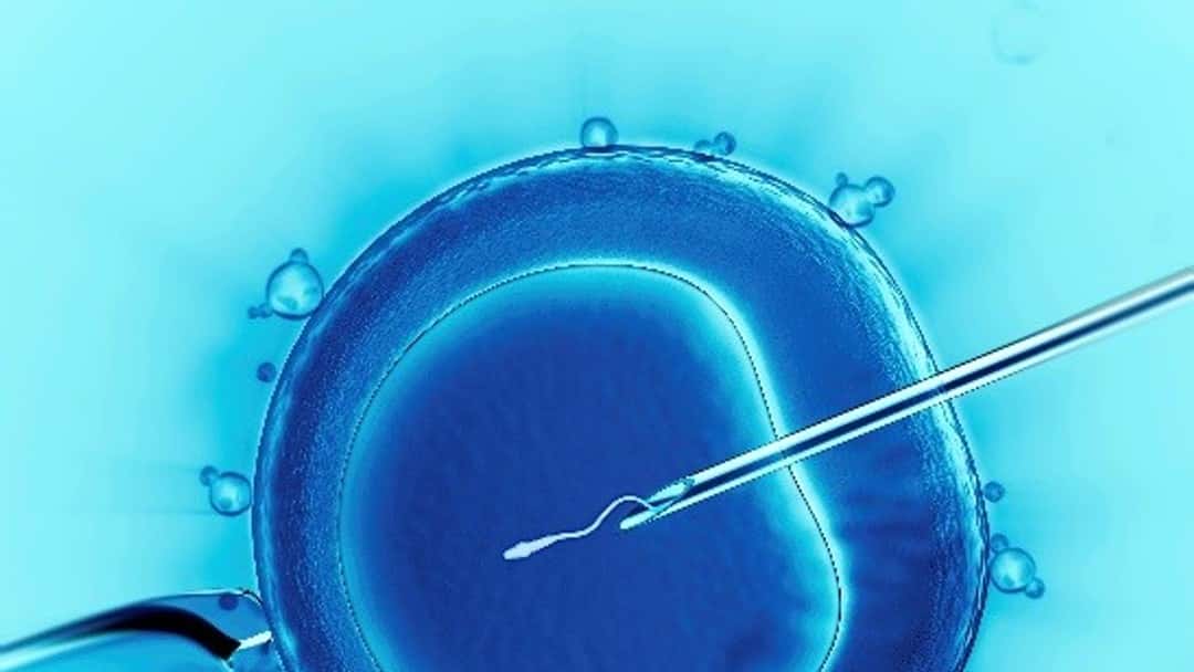 Fertility treatment legal safeguards