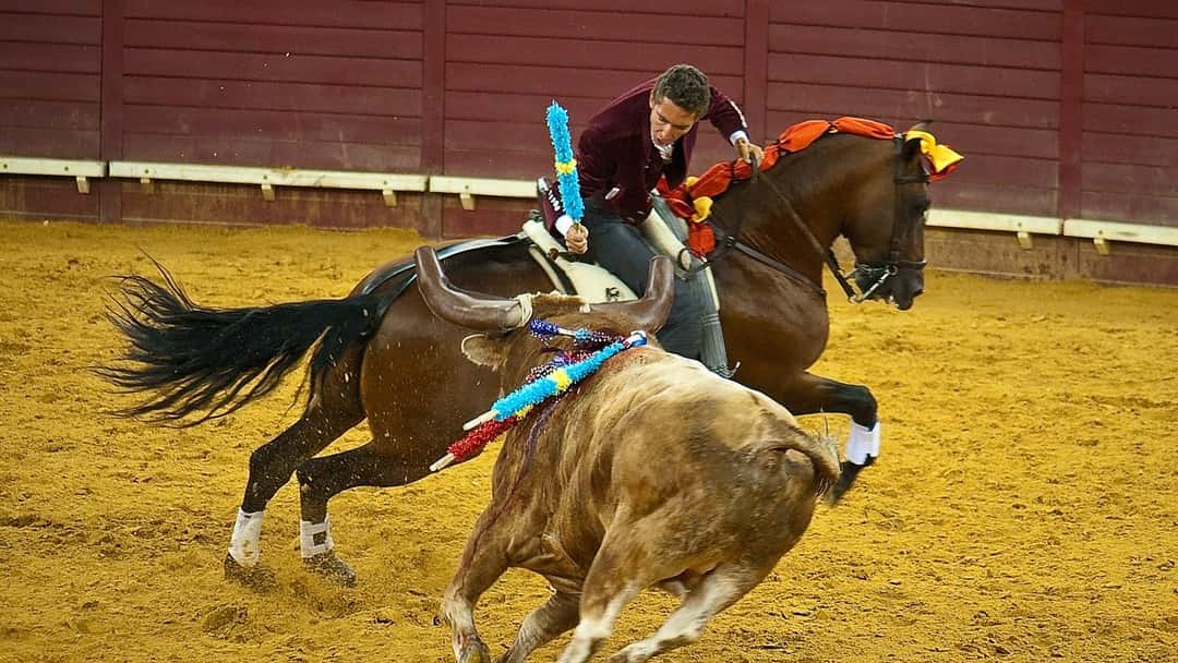 Lawyers mark the second national animal law day