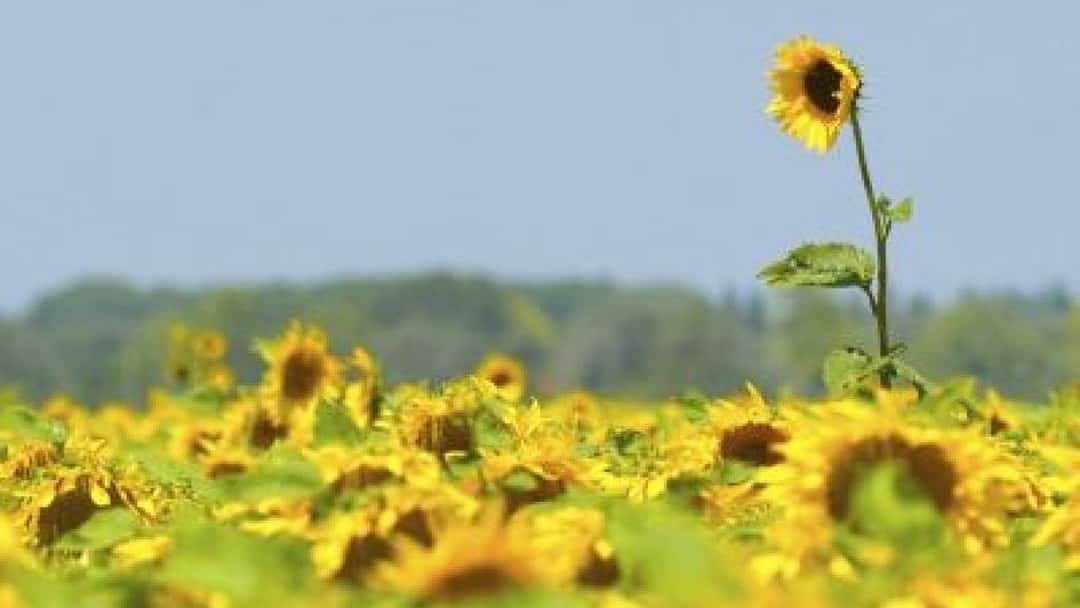 The growth imperative: Positioning in a dividing market