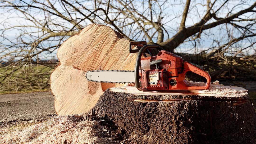 Toloii v Gaesti Court: High Court upholds extradition order for Romanian tree-felling conviction