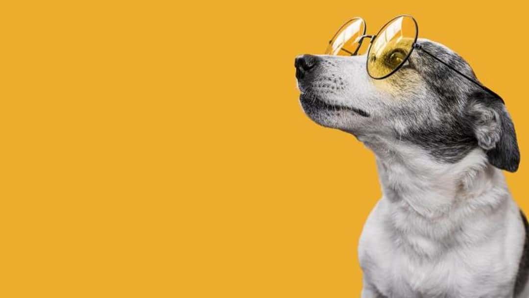 Pet abduction to become criminal offenceÂ 