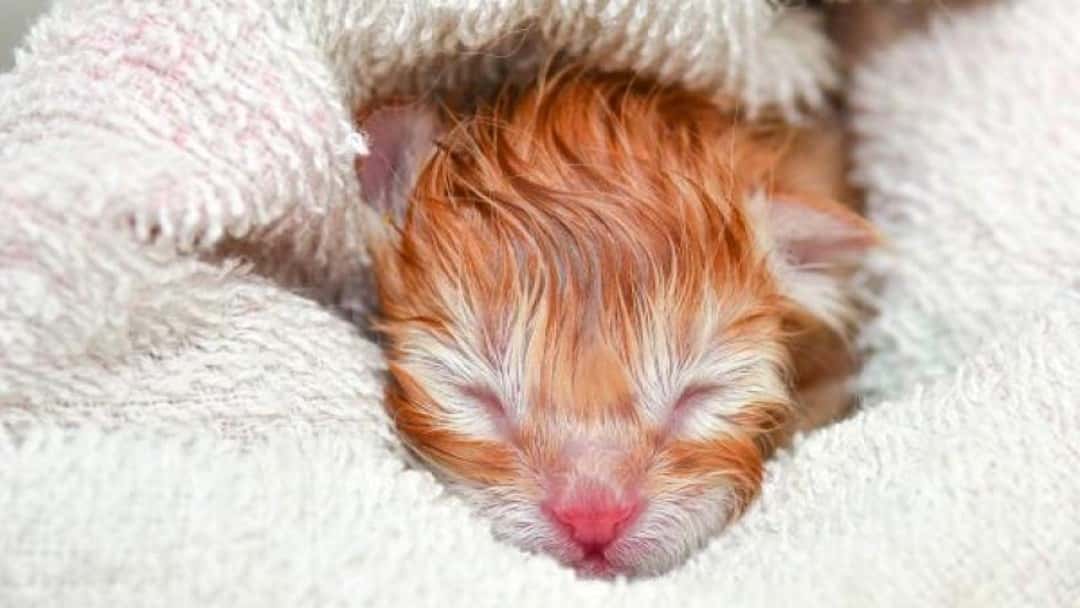 Advising the 'vulnerable client