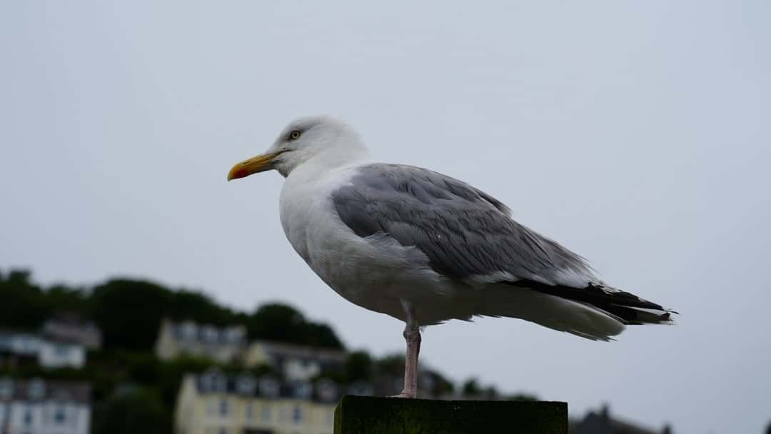 E.Gull – A Toxic Tern