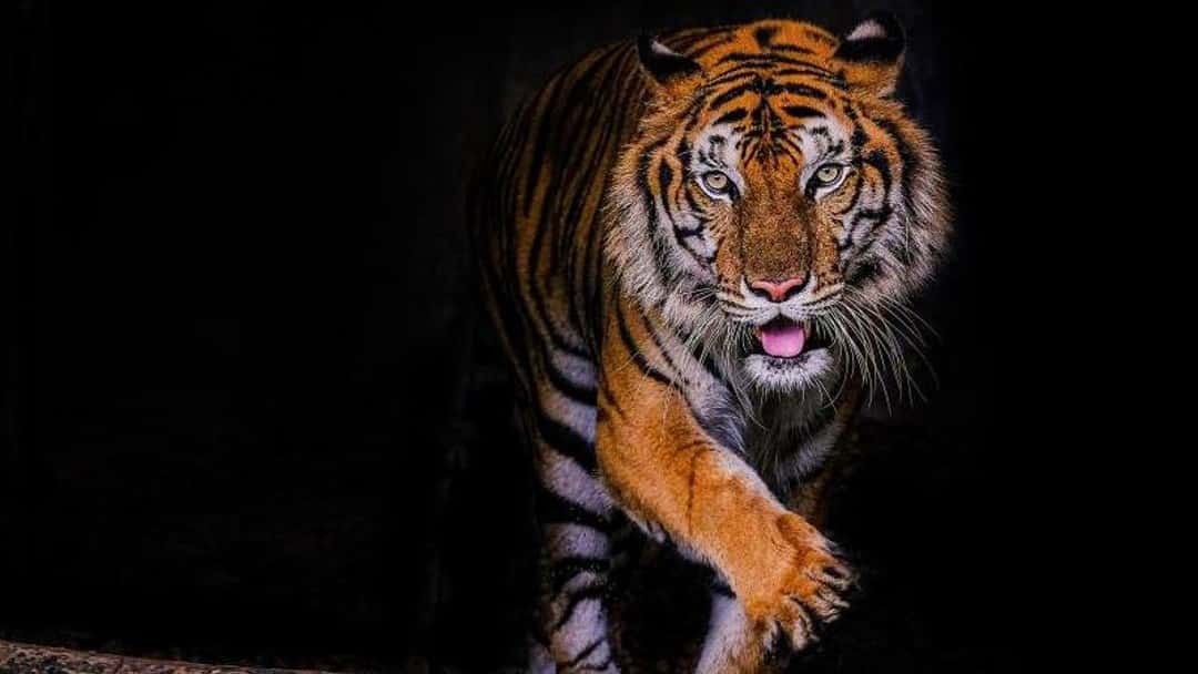 Wildcat Law expansion