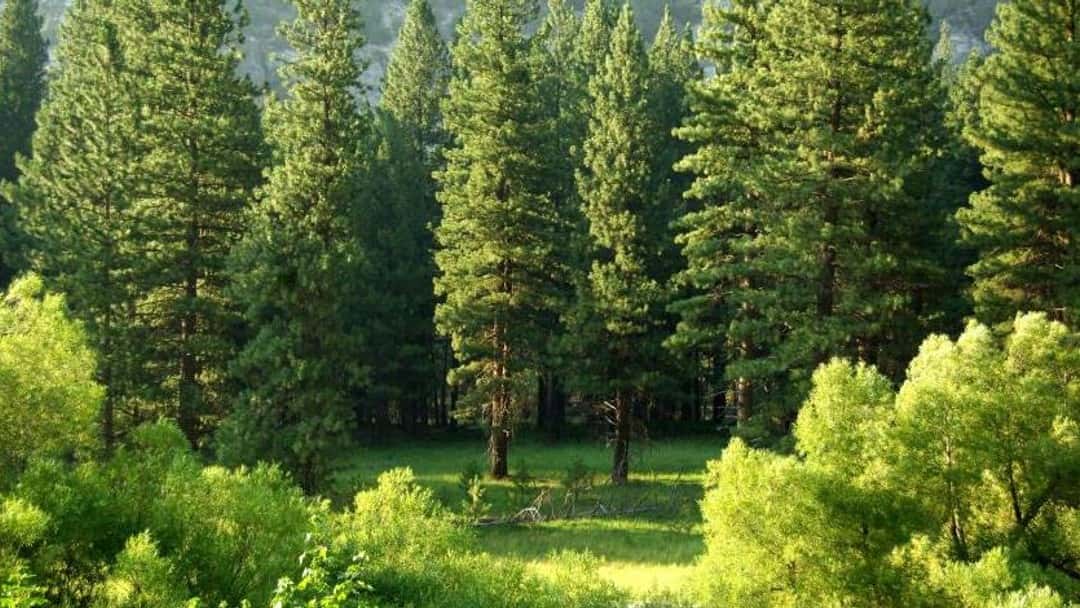 Agriculture: natural capital assets and carbon sequestration 