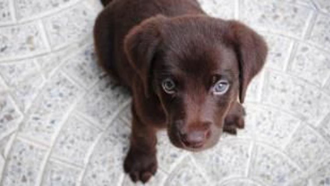 VMD publishes first inspections report