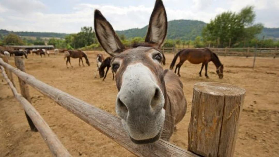 Take pride when sweeping out the stable