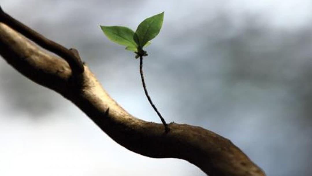 Legal Education and Training Review: new beginnings or missed opportunity?