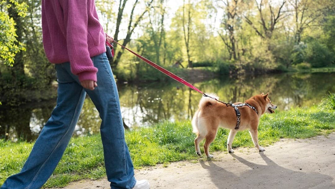 Man sentenced for dog walker murder