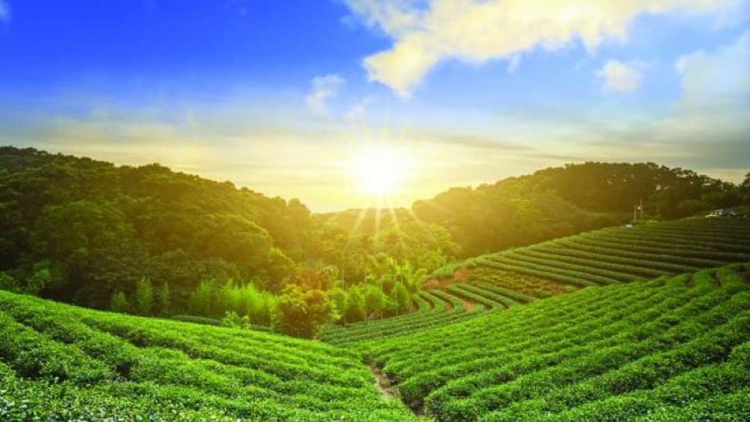 Organic strategy: Increasing revenues without a merger