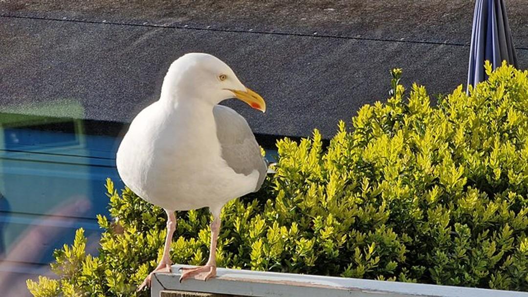 E.Gull – A Toxic Tern