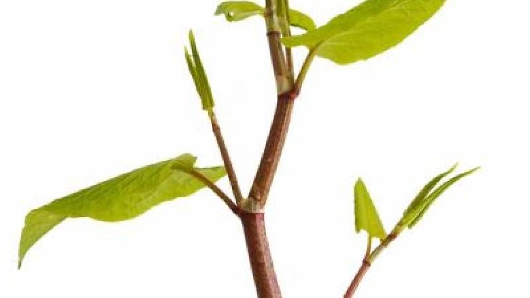 Disclosing knowledge of knotweed needs to be more transparent