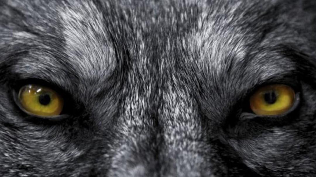 Any barrister involved in referral fees 'bribe' should be 'thrown to the wolves'