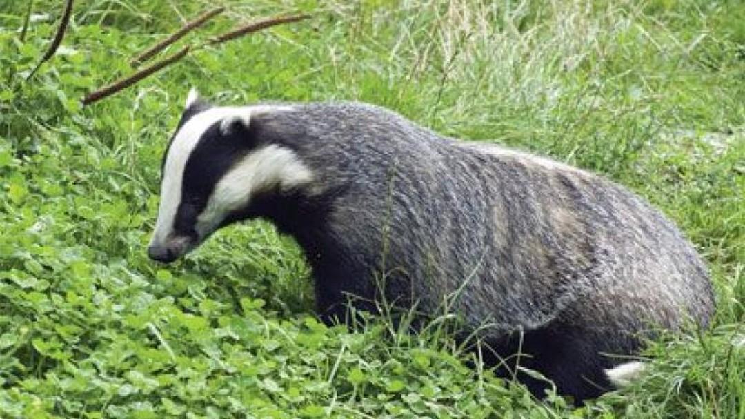 High Court rejects English badger cull judicial review