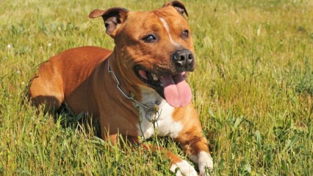 Clients and other animals