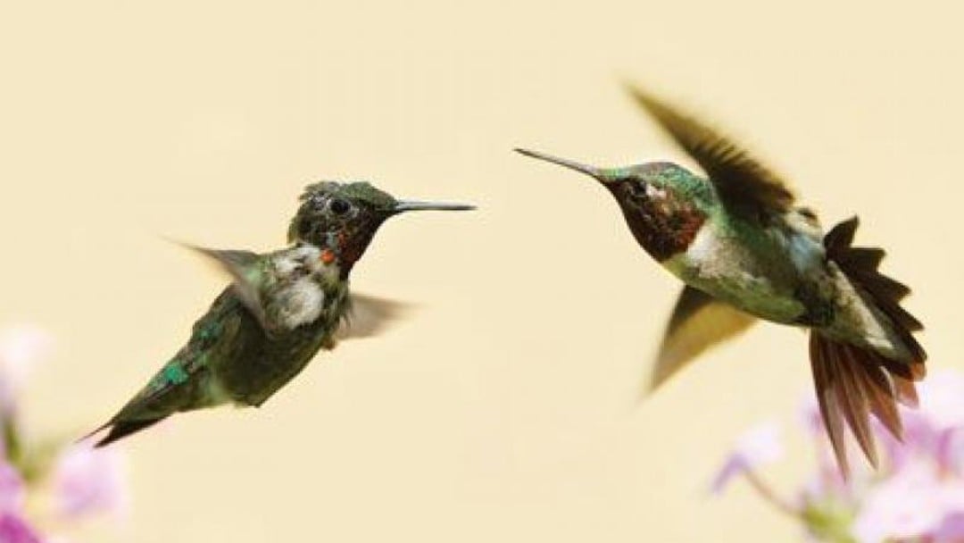 Standing your ground: Khan v Crossland