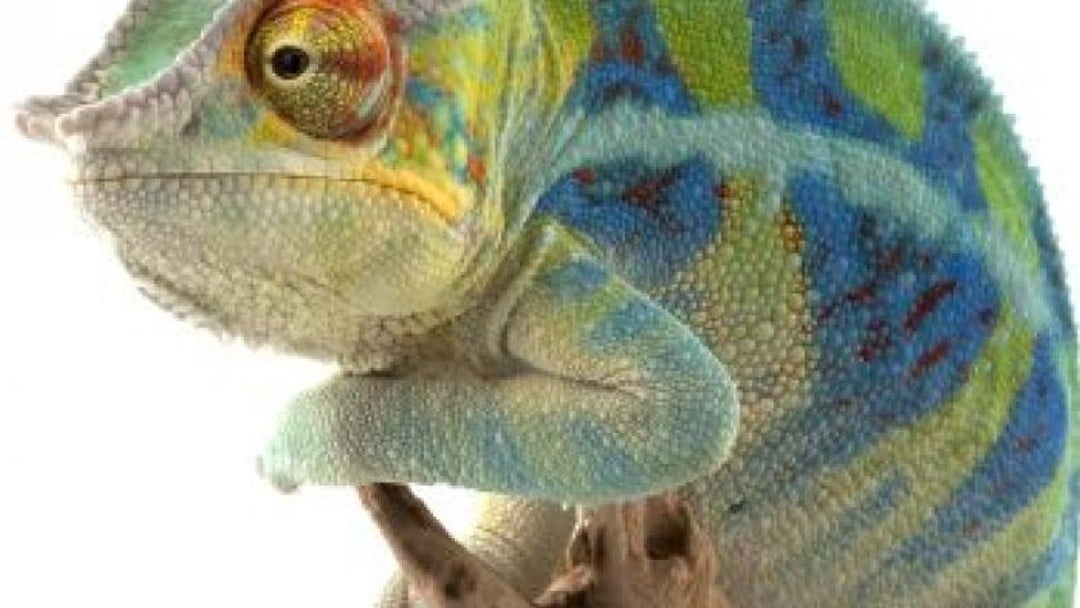 Adapting for success