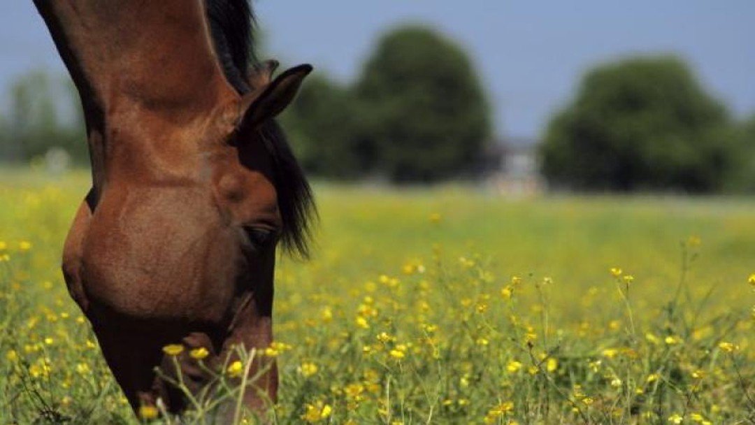 Getting grazing 'right for landowners