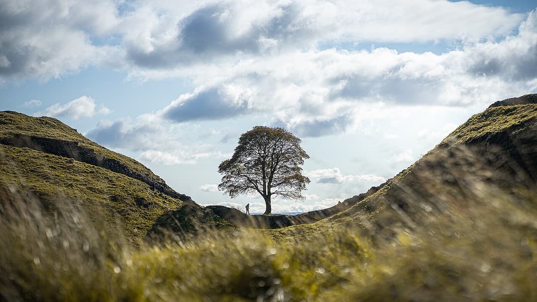 Sycamore Gap trial highlights tree law