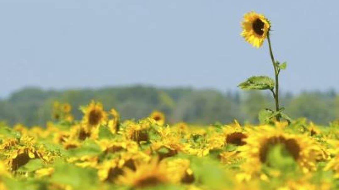 The growth imperative: Positioning in a dividing market