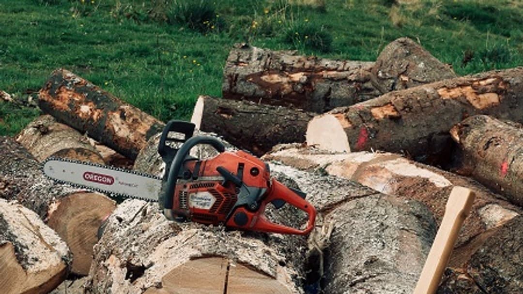Two men sentenced for tree felling