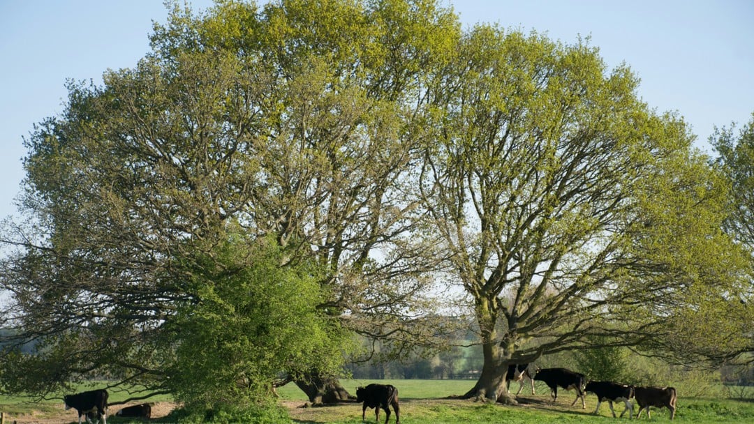 Labour’s 'Tractor Tax': The End of Family Farming?