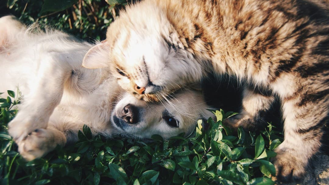 Helping clients plan for their pets’ future care
