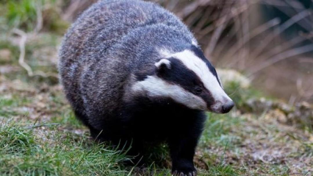 DEFRA delays decision on English badger cull